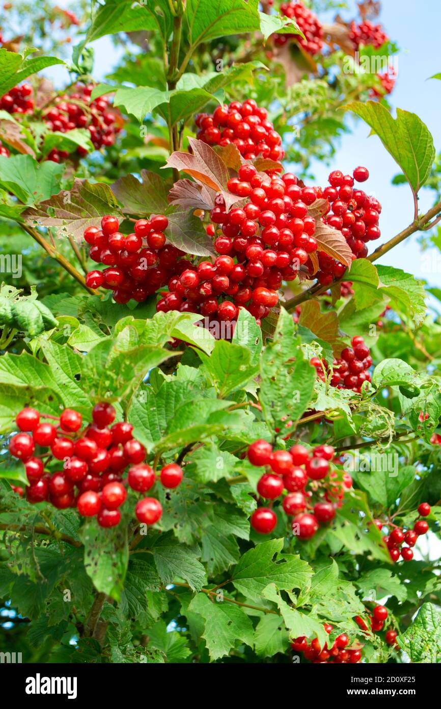 Red berries of viburnum on a bush in the garden. Viburnum berries and