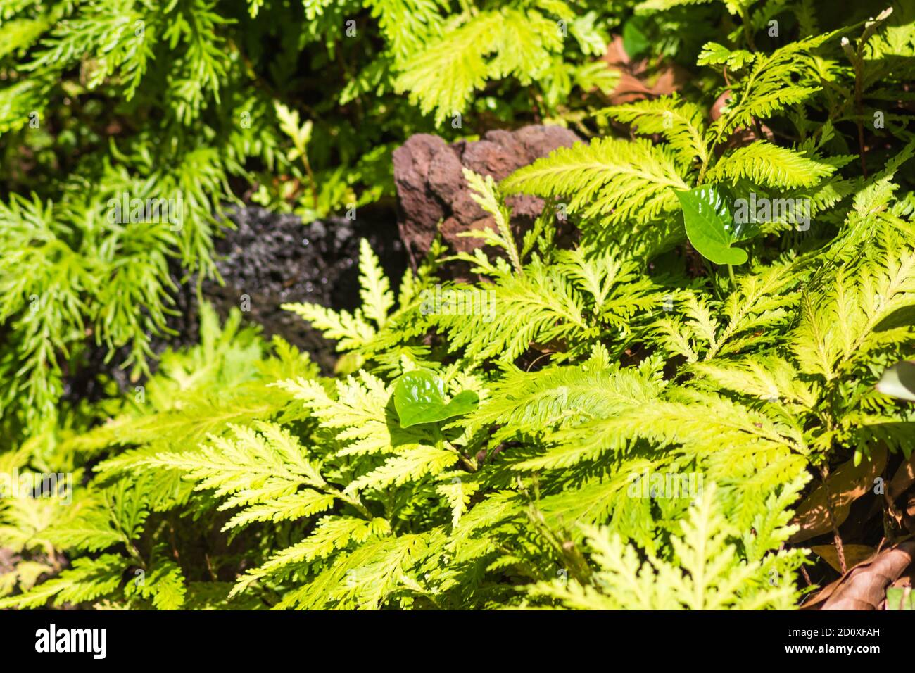 ornamental plants  in the botanical garden in Singapore Stock Photo