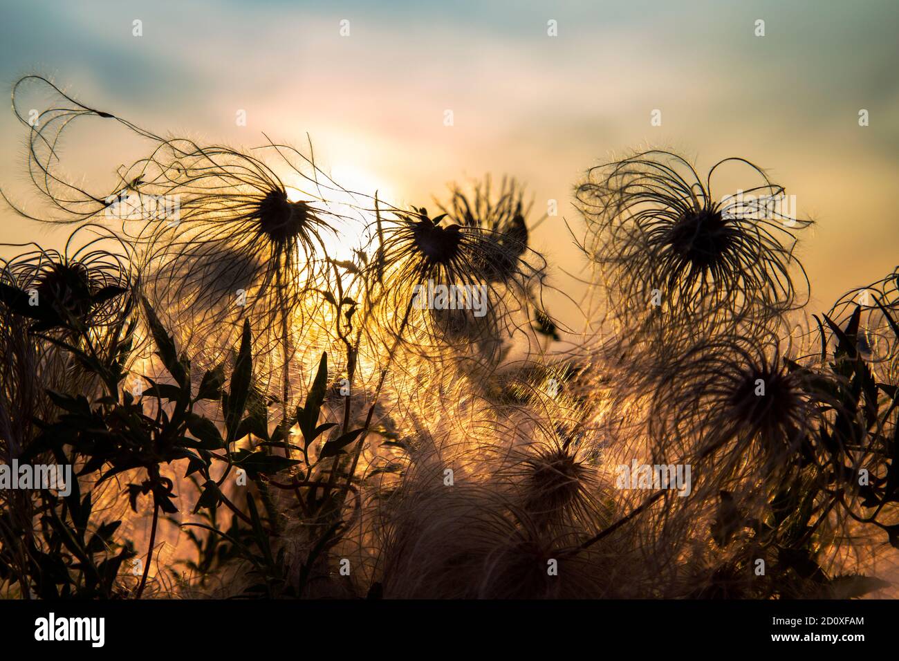 Slihouettes of fluffy clematis seed heads against the sun Stock Photo