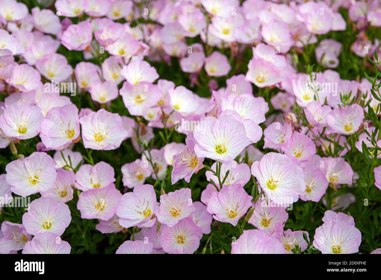 Pink Evening Primrose flowers (Oenothera speciosa) close up Stock Photo