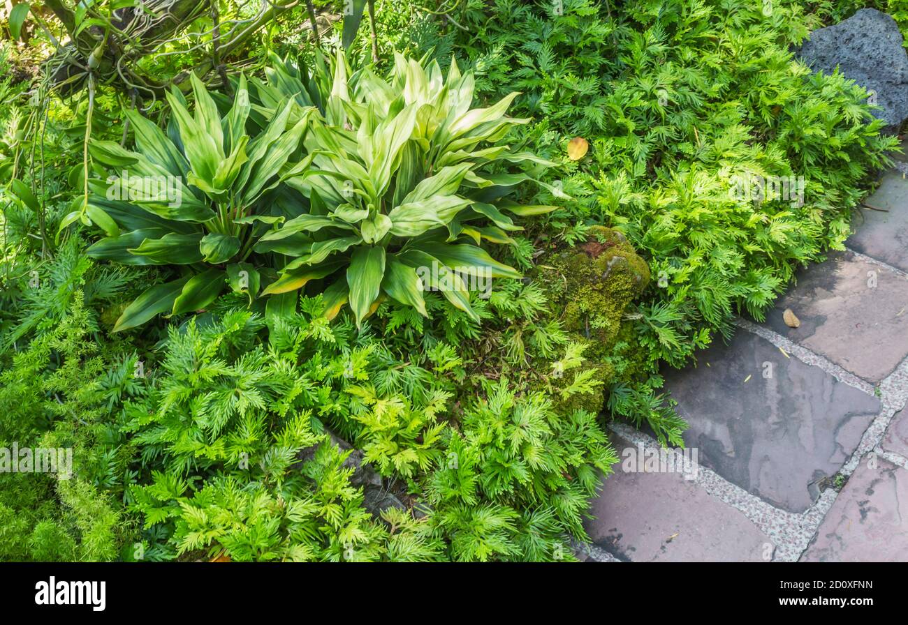 ornamental plants with stone  in the botanical garden in Singapore Stock Photo