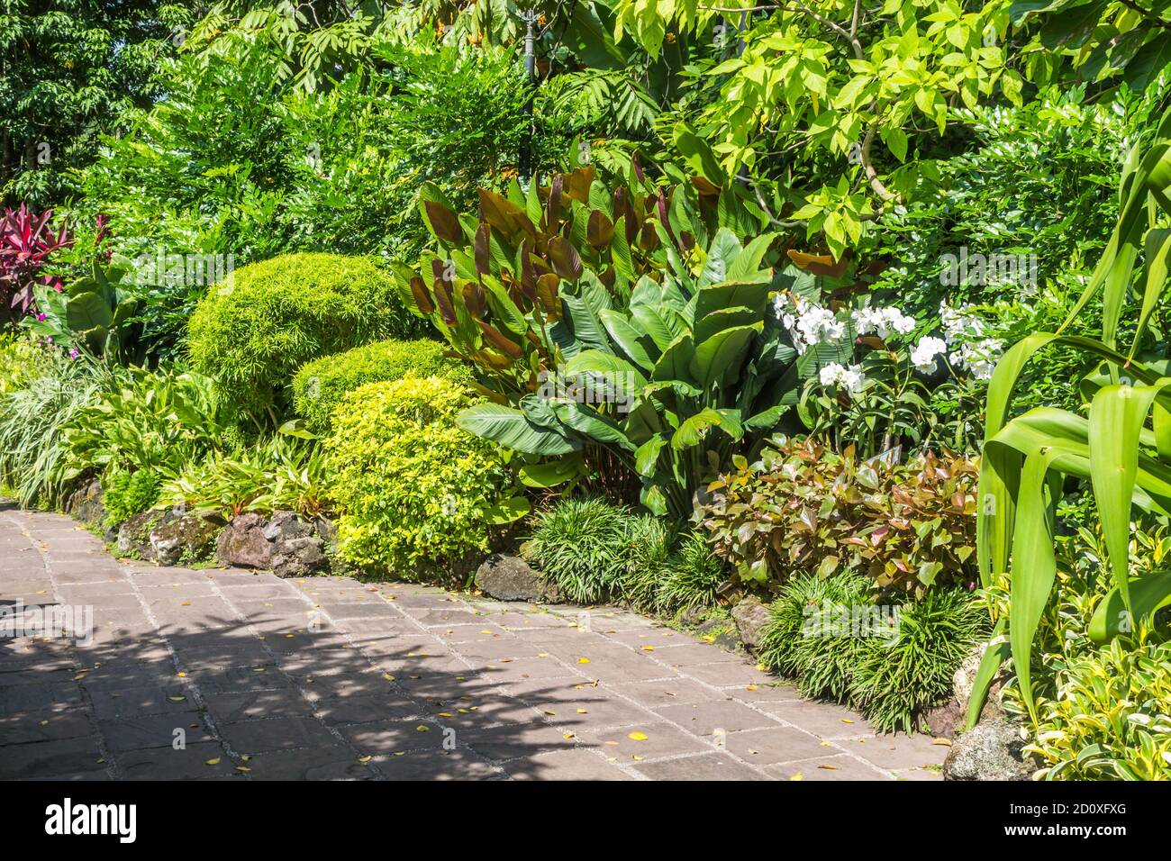 tropical plants with stone path  in the botanical garden in Singapore Stock Photo