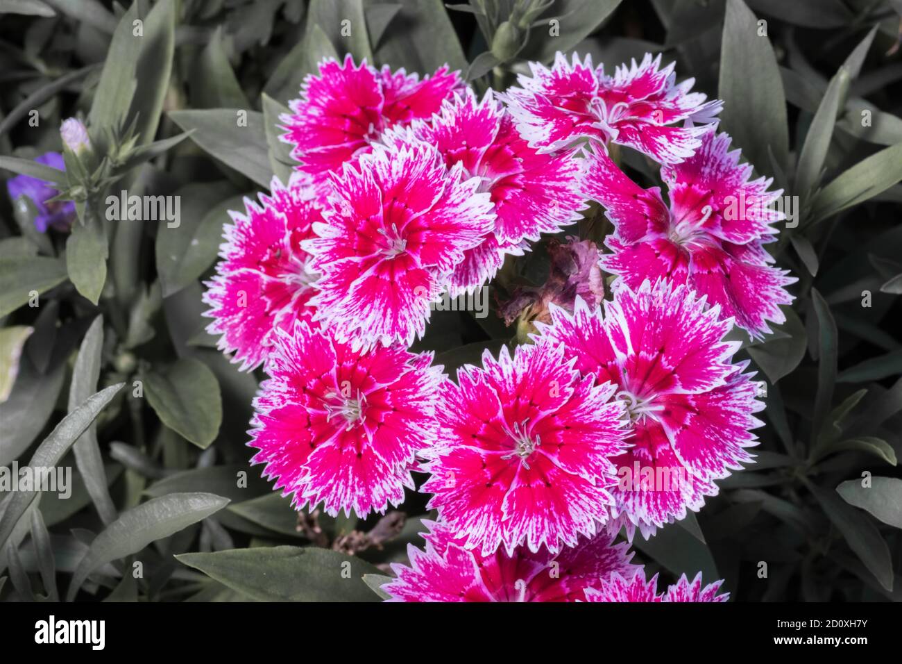 Dianthus chinensis or Chinese-pink, fainbos pink is native to northern China, Korea, Mongolia, and southeastern Russia Stock Photo