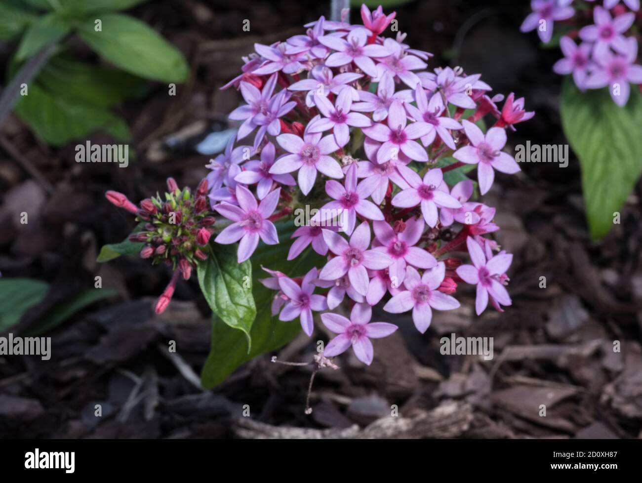 Pentas lanceolata or Egyptian Star-cluster is a flowering plant native to much of Africa as well as Yemen. A gardden plant often in butterfly gardens Stock Photo