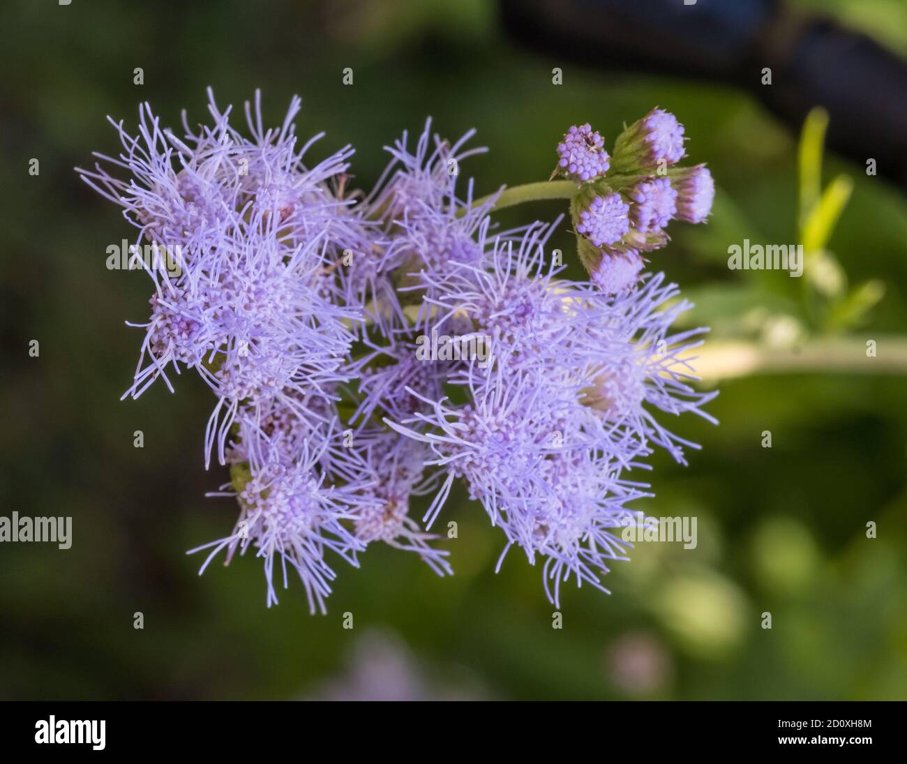 Palmleaf Thoroughwort Conoclinium dissectum also known as Blue Mist, palmleaf mistflower is native to northern Mexico and southwest US Stock Photo
