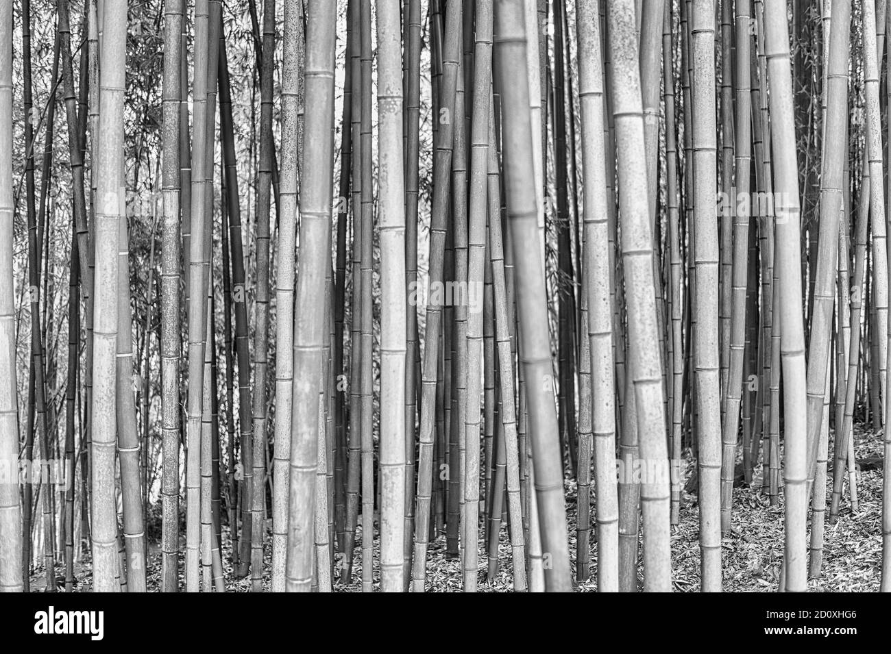 Background with foliage pattern of bamboo trees in a grove or forest Stock Photo