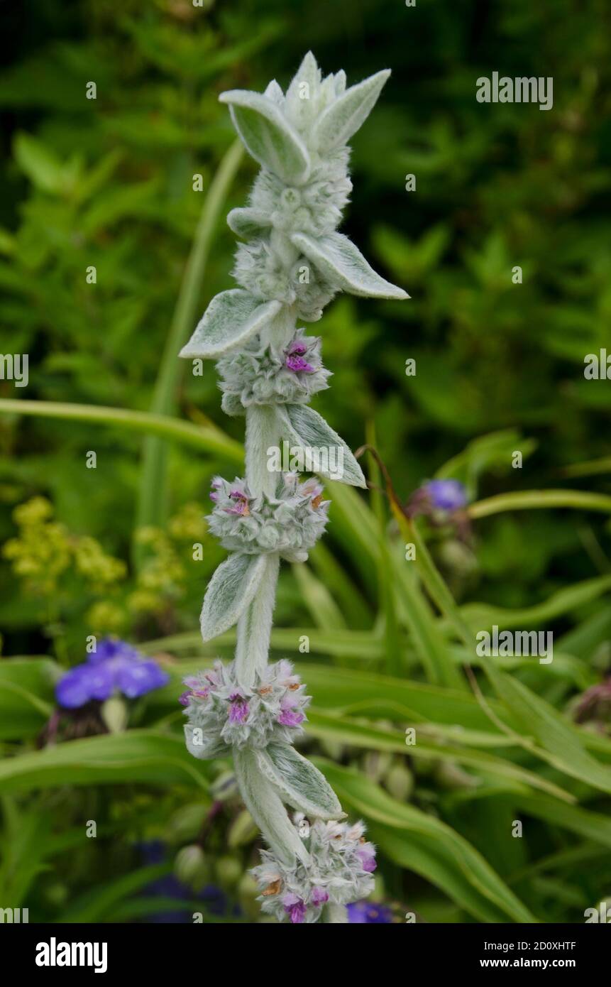 Lambs ear, Stachys byzantina, the wooly hedgenettle blooming close up, Yarmouth Maine, USA Stock Photo