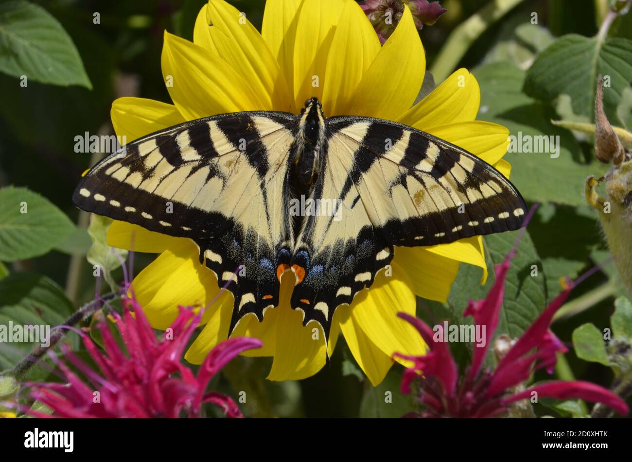 Swallowtail butterfly on sunflower with bee balm, summer, Maine, USA Stock Photo