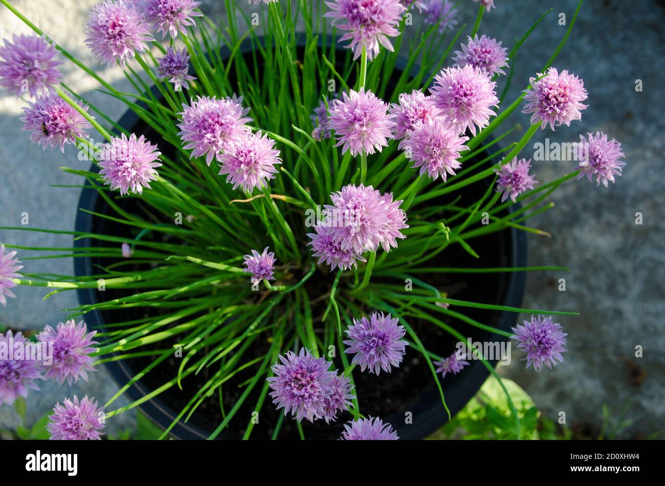 Chives from above in bloom, spring, Maine, USA Stock Photo
