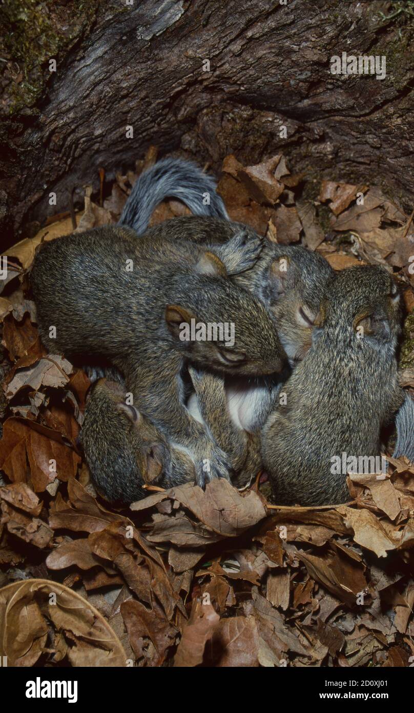 scuirius-niger-hi-res-stock-photography-and-images-alamy