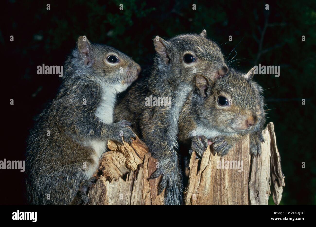 Baby squirrels climbing up tree and emerging from nest in old dead tree, Missouri, USA Stock Photo
