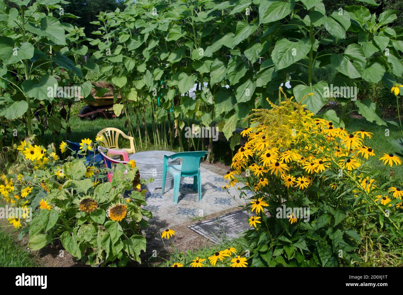 Sunflower room in childrens garden with colorful plastic chairs Stock Photo