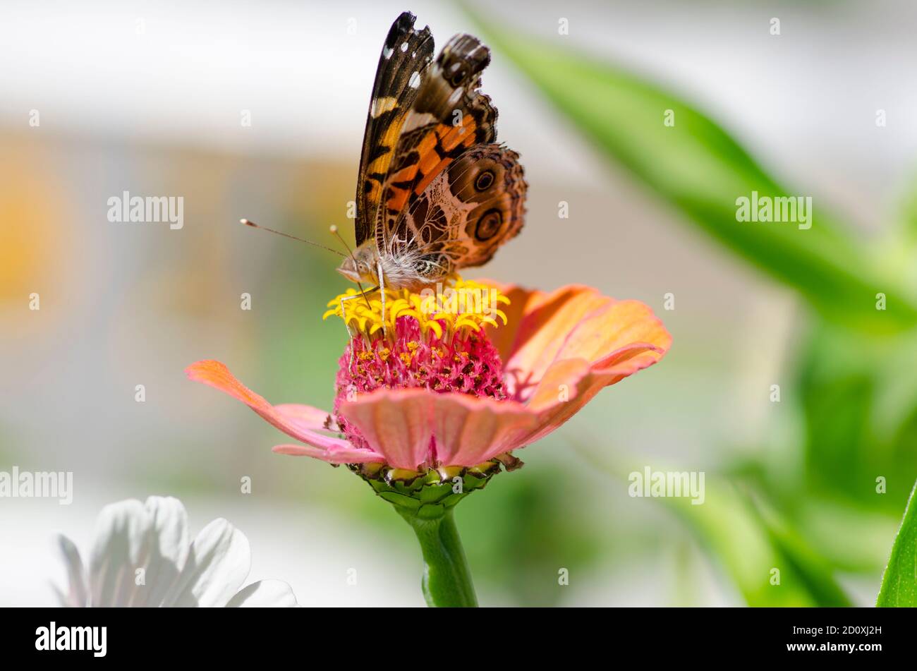 Painted lady butterfly drinking from zinnia flower Stock Photo
