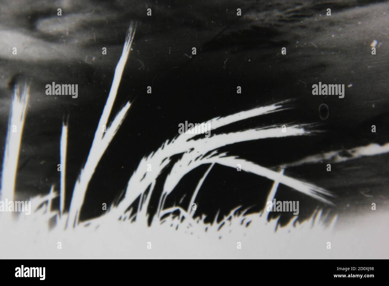 Fine 1970s vintage black and white photography of imposing grasses growing in the fields. Stock Photo