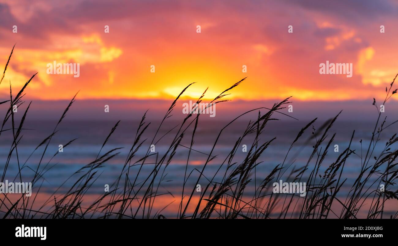 Grass silhouette with a dramatic sunset setting over the ocean Stock ...