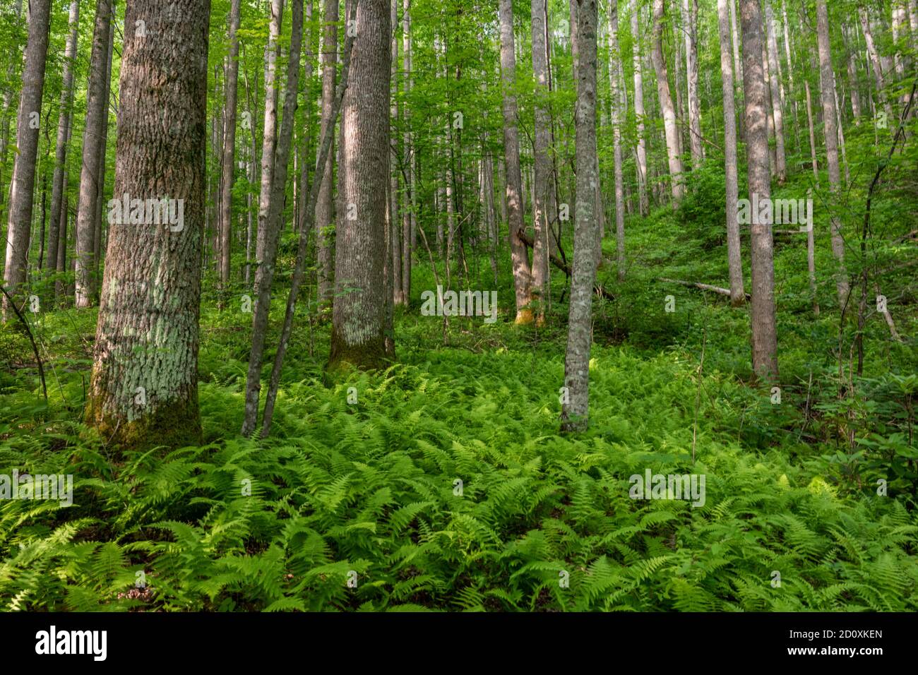 Smoky mountain ferns hi-res stock photography and images - Alamy