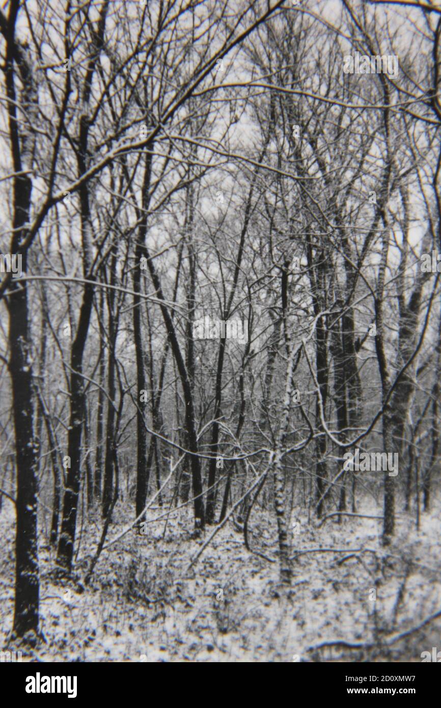 Fine 1970s vintage black and white photography of a wildwoods forest ...