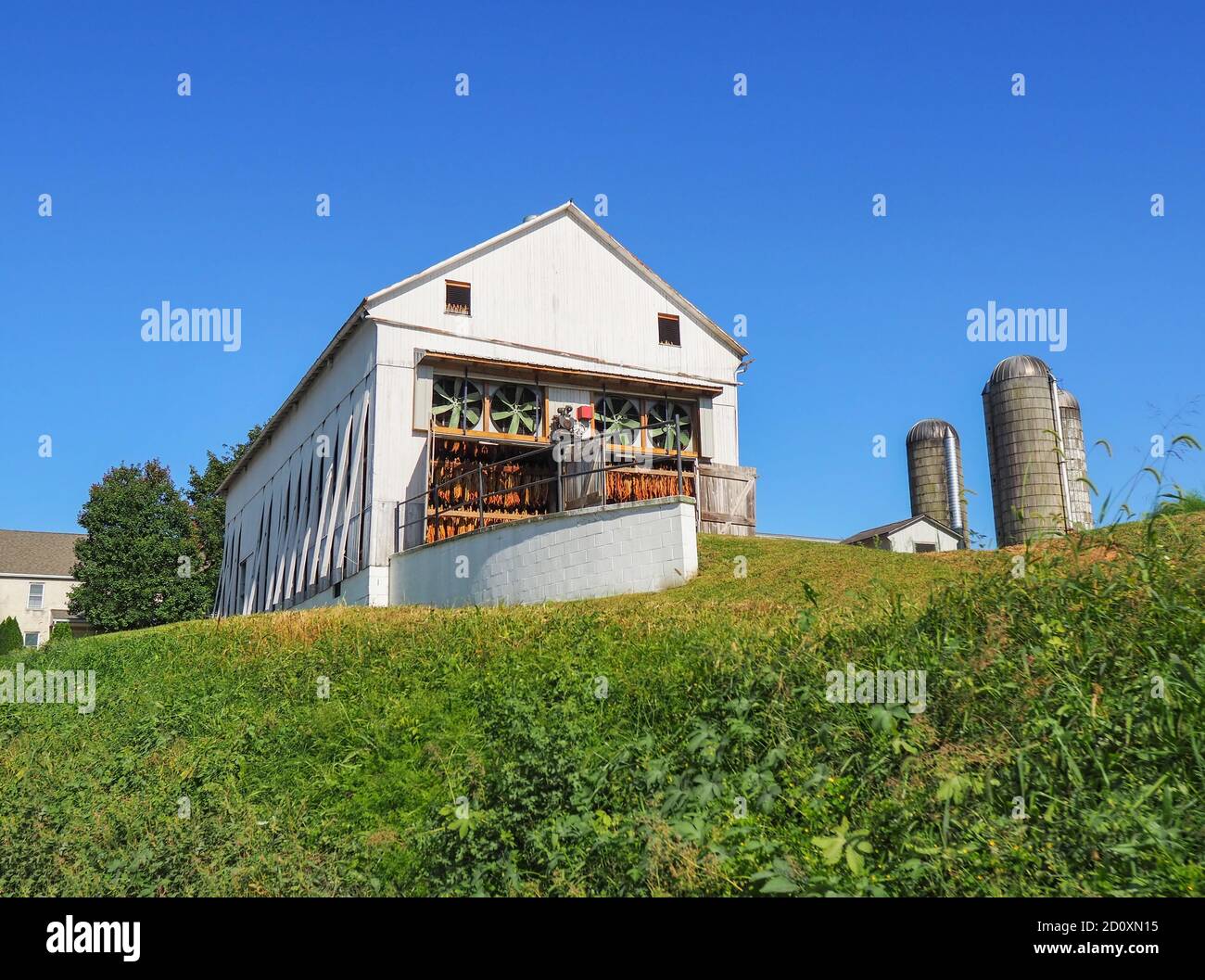 Tobacco hanging to dry in a white barn with big industrial fans, on a grassy green hill on a farm in the countryside under a clear blue sky. Stock Photo