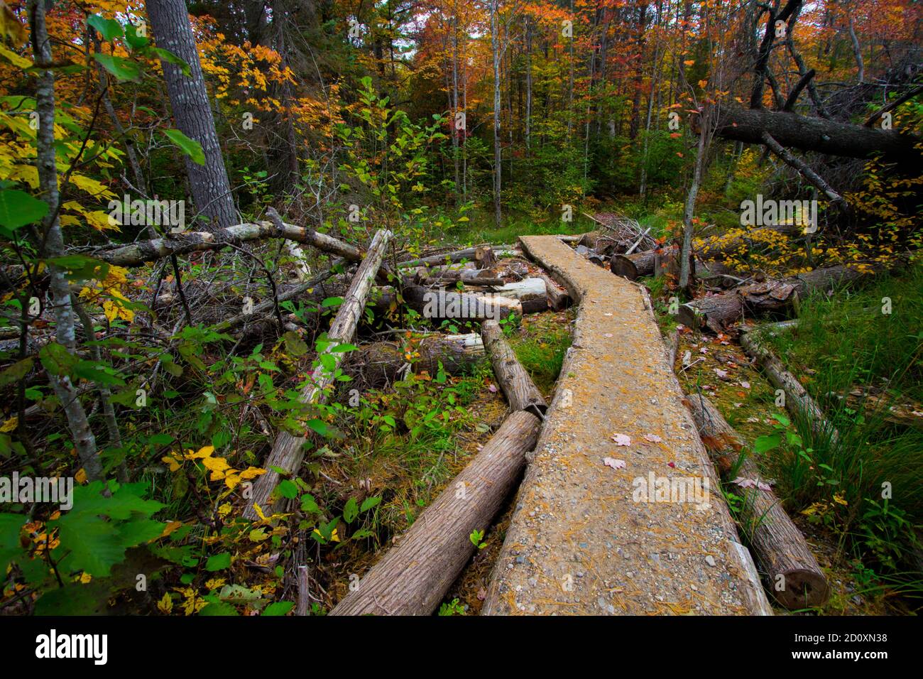 Michigan Autumn Hike. Vibrant fall colors along a hiking trail through the hardwood forest of Hartwick Pines State Park in Grayling, Michigan. Stock Photo