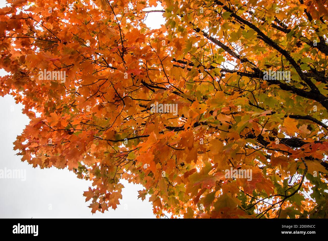 Gorgeous fall colors in the autumn on a sugar maple in October. Stock Photo