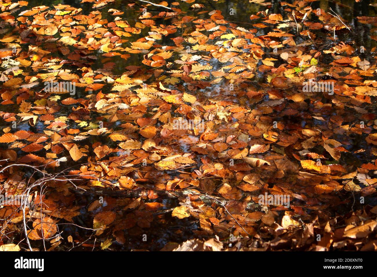 Full of beautiful gold Autumn leaves in the pool, wallpaper background, soft focus Stock Photo