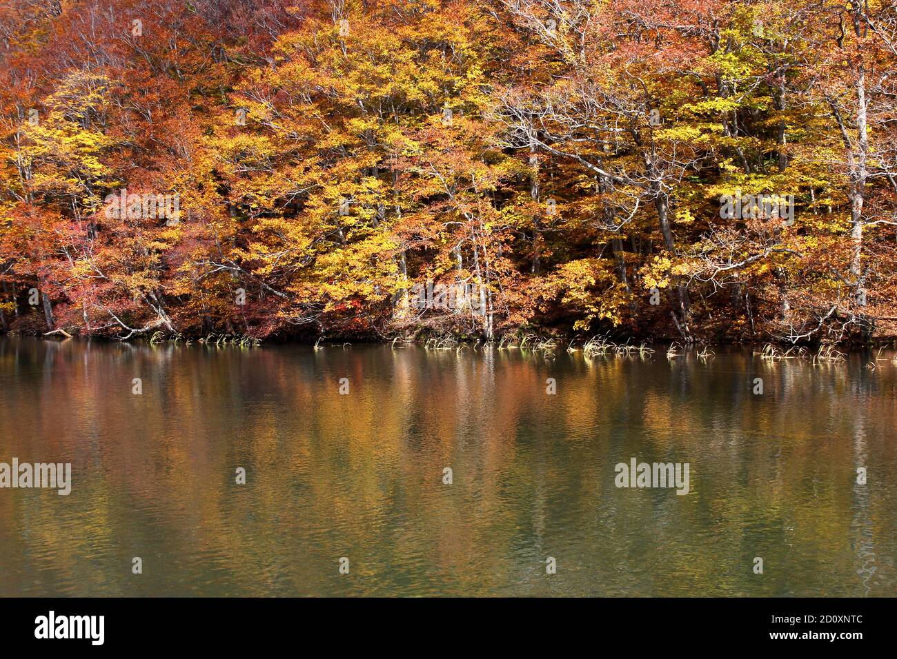 Beautiful landscape at Tsuta Onsen in Autumn, Aomori, Japan, Asia Stock Photo