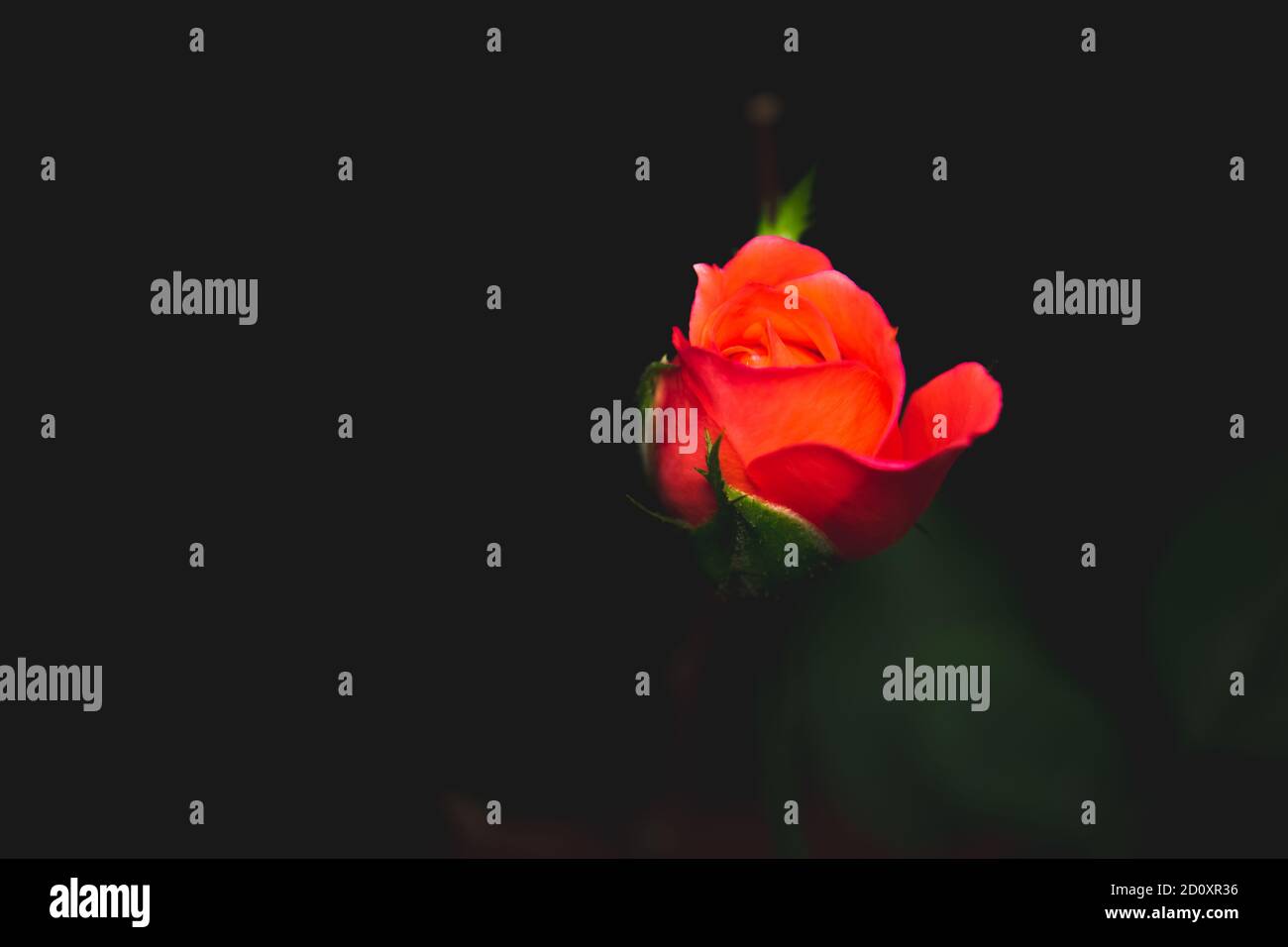 Single Red Rose flower Isolated on black background, Symbol of true ...