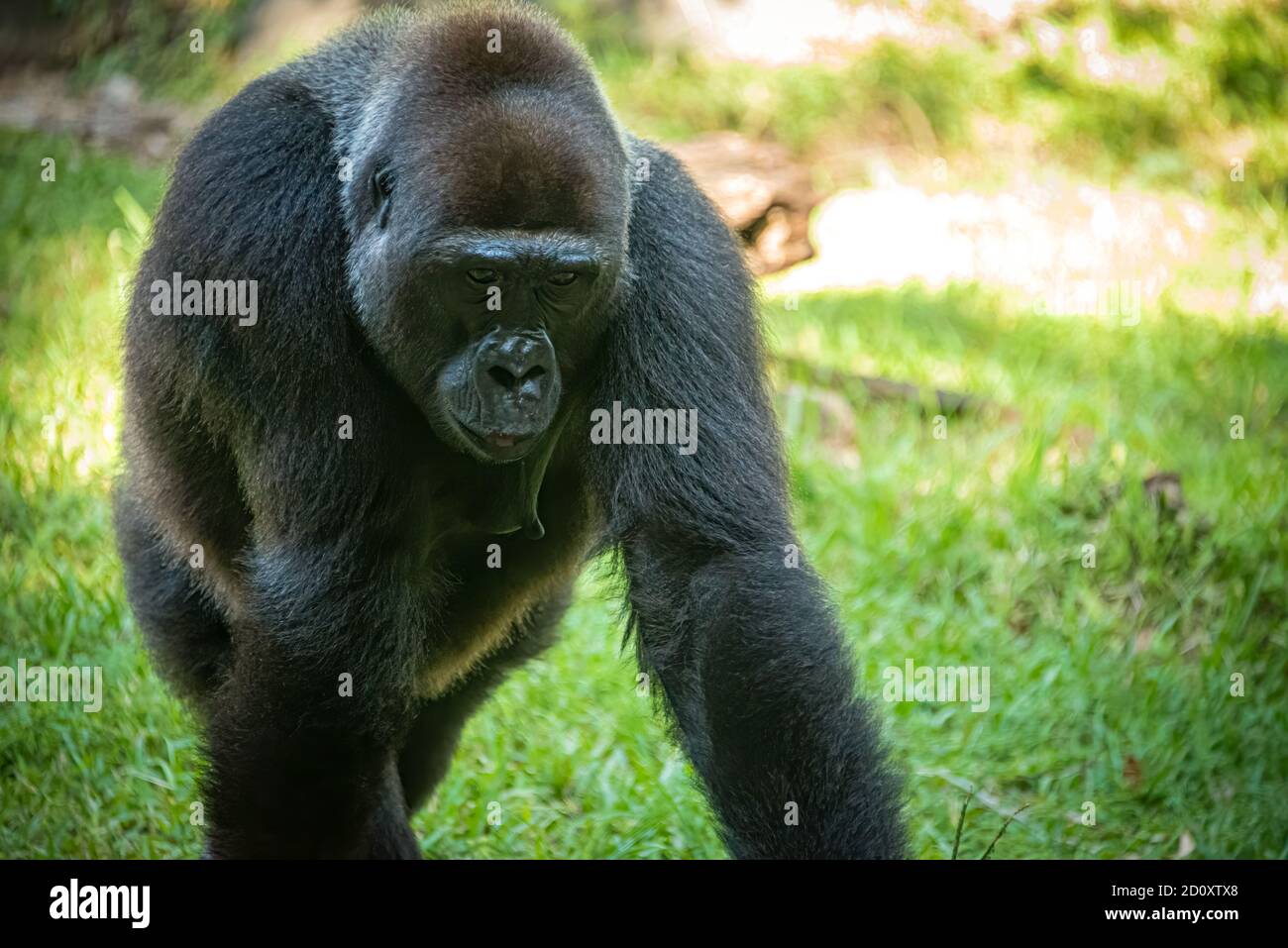 Approaching gorilla at Busch Gardens Tampa Bay in Tampa, Florida. (USA) Stock Photo