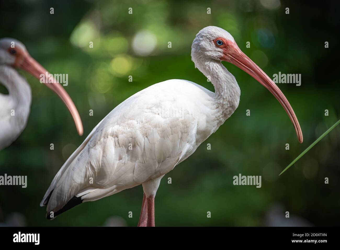 White ibis at Busch Gardens Tampa Bay in Tampa, Florida. (USA) Stock Photo