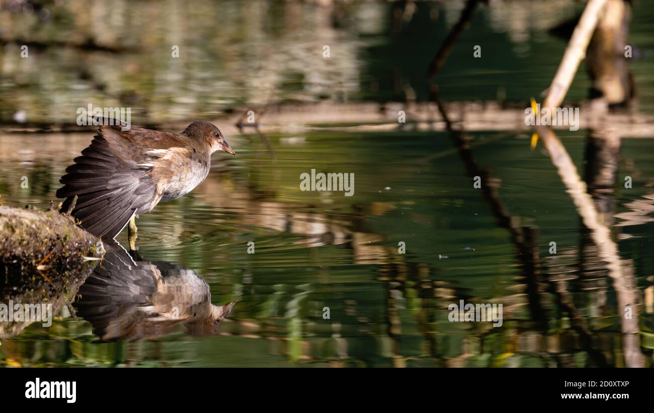 bird, wasser, natur, see, wild lebende tiere, stockente, tier, wild