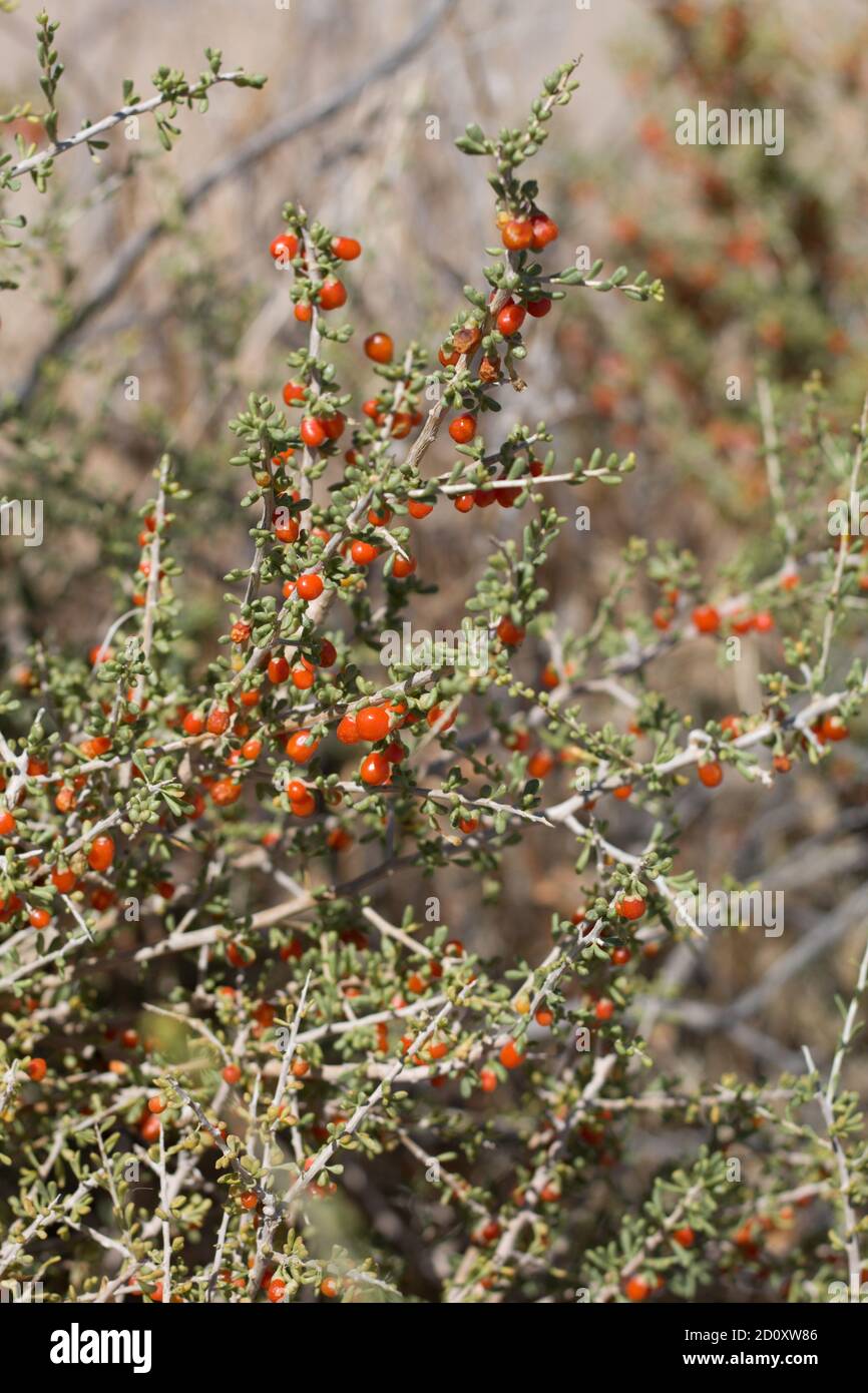 Thornbush berry hires stock photography and images Alamy