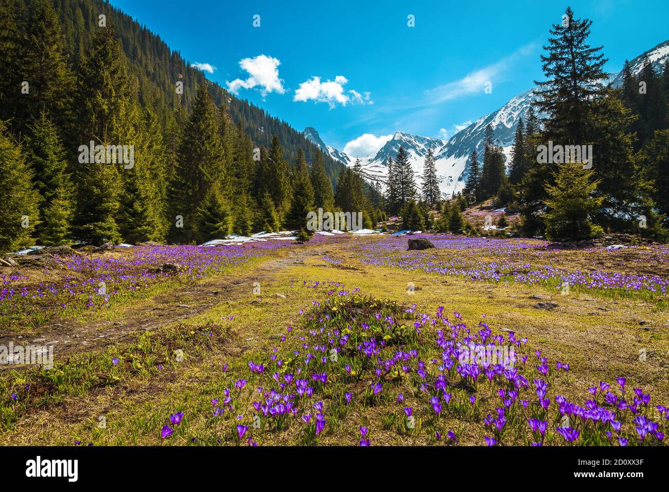 Stunning alpine spring scenery, wonderful forest glade with fresh colorful purple crocus flowers and high snowy mountains in background, Fagaras mount Stock Photo