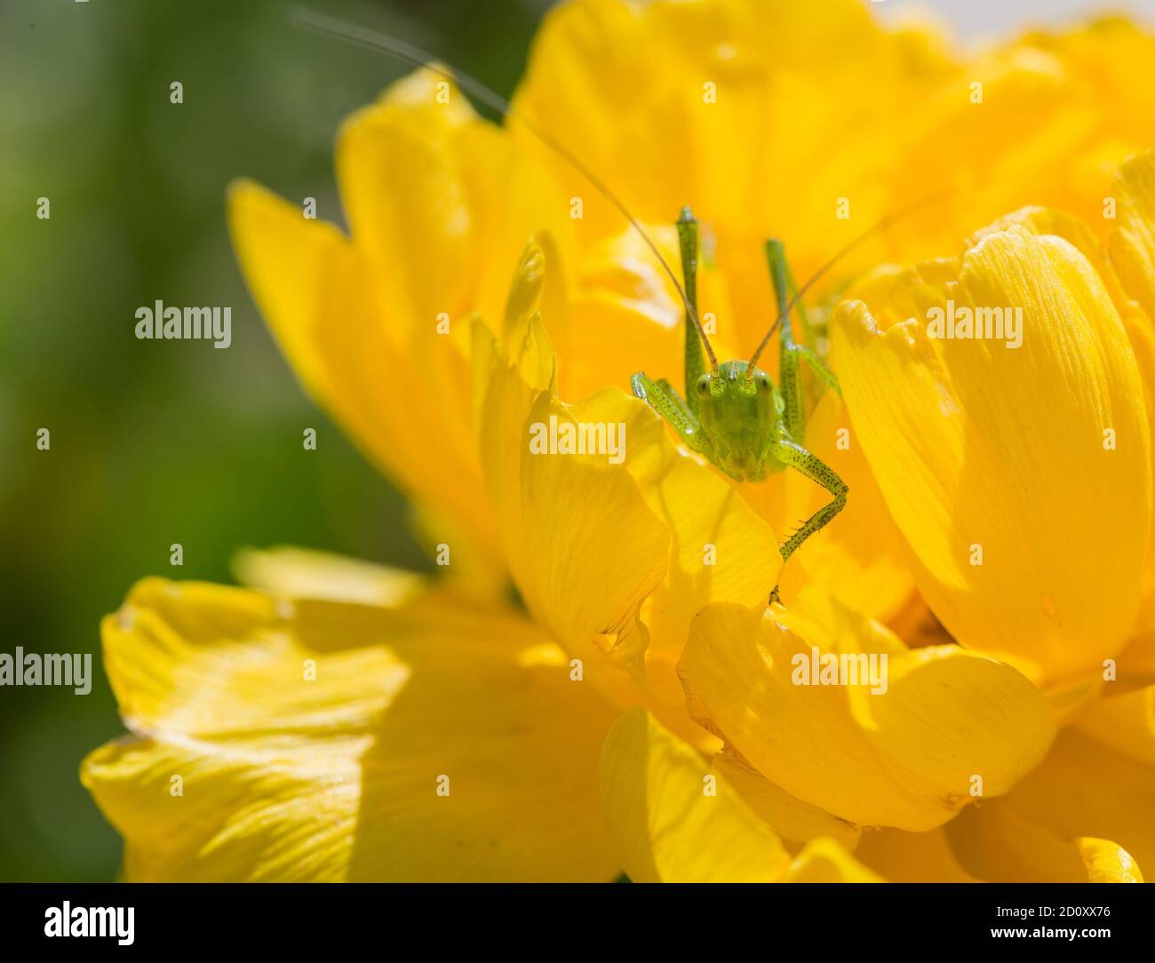 Green cricket on a yellow flower. Stock Photo