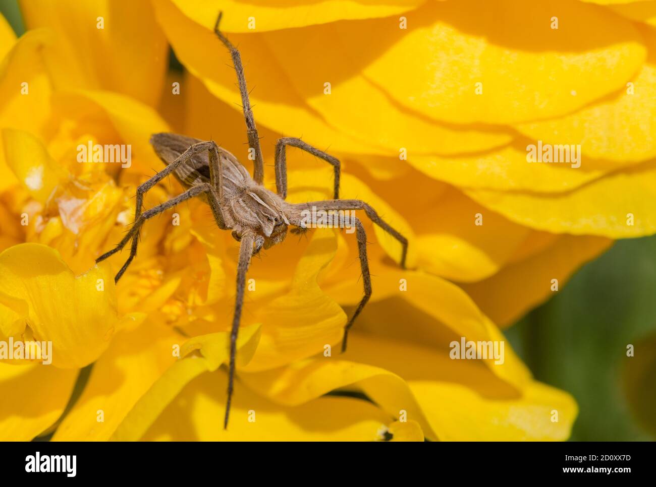 Spider on a yellow flower. Stock Photo