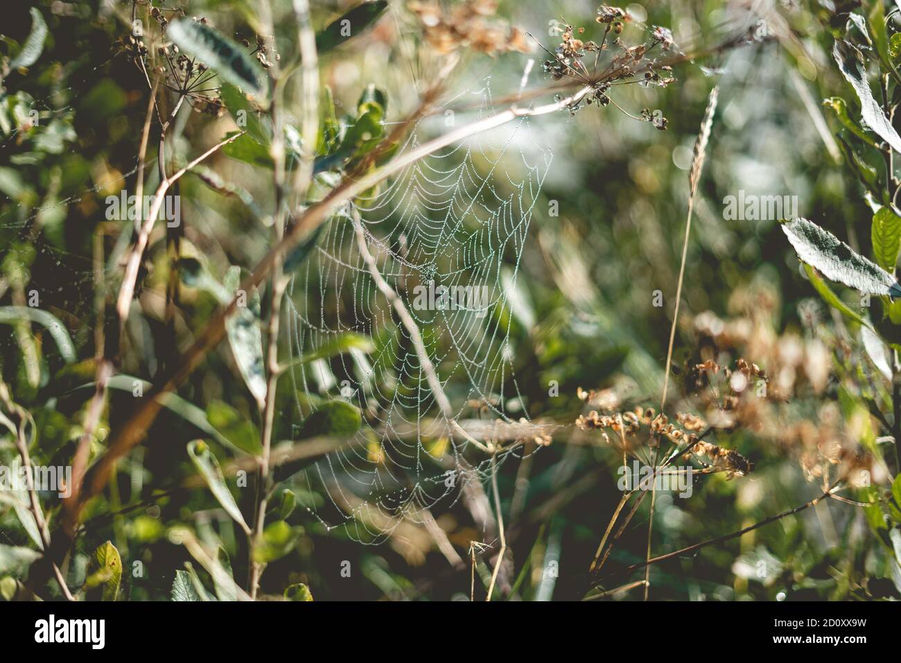 Spider web light up by the sunrise early morning. Stock Photo