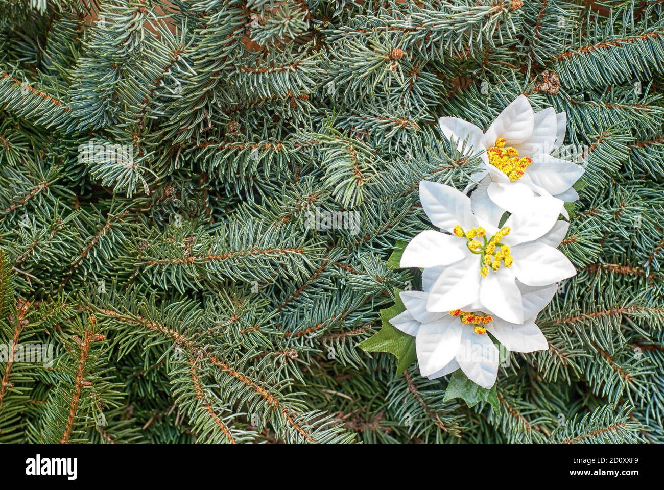 Christmas beautiful background. Christmas tree and white flowers. Copy space for text. Stock Photo