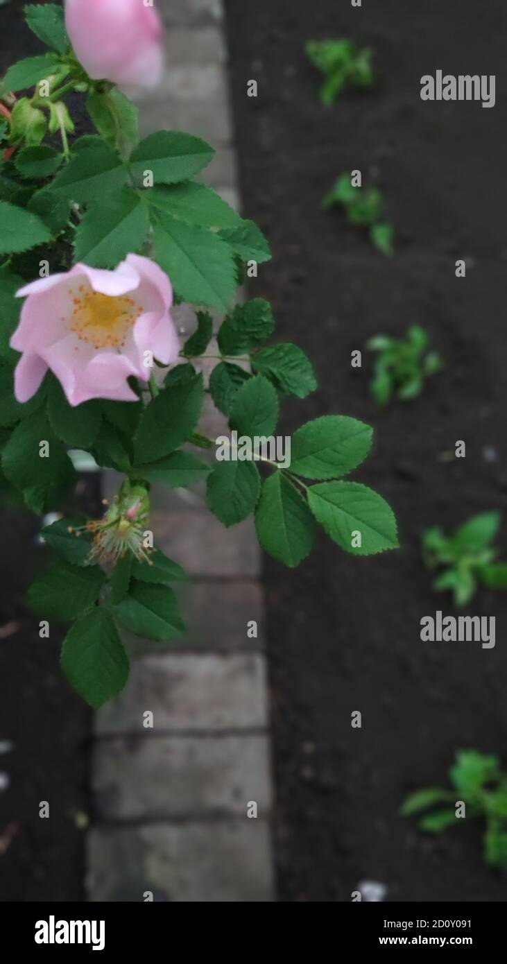 Blooming pink wild rose flower, dog rose, rosa canina, rosehip on garden background, selective focus Stock Photo