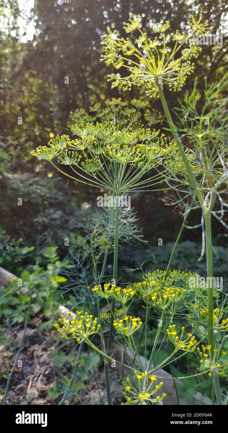 Green dill herbs with umbrella shaped seeds grow in garden on farm, selective focus Stock Photo