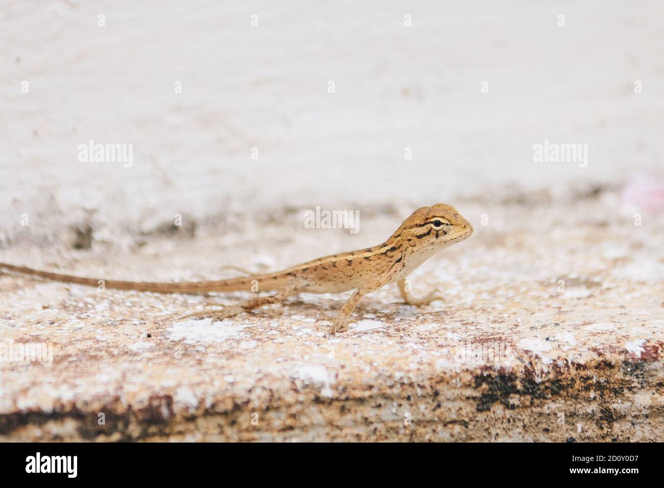 Baby Oriental Garden Lizard (Calotes versicolor) on the leaves. Found widely in Asian countries. camouflage garden lizards. Close up chameleon details Stock Photo
