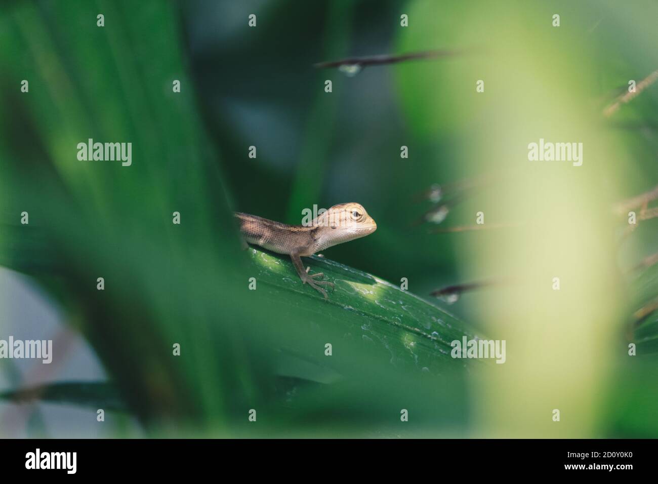 Baby Oriental Garden Lizard (Calotes versicolor) on the leaves. Found widely in Asian countries. camouflage garden lizards. Close up chameleon details Stock Photo