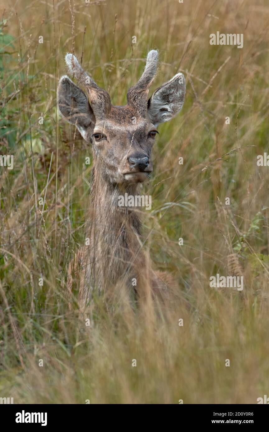 Young male Red Deer (Cervus elaphus) in long grass Stock Photo