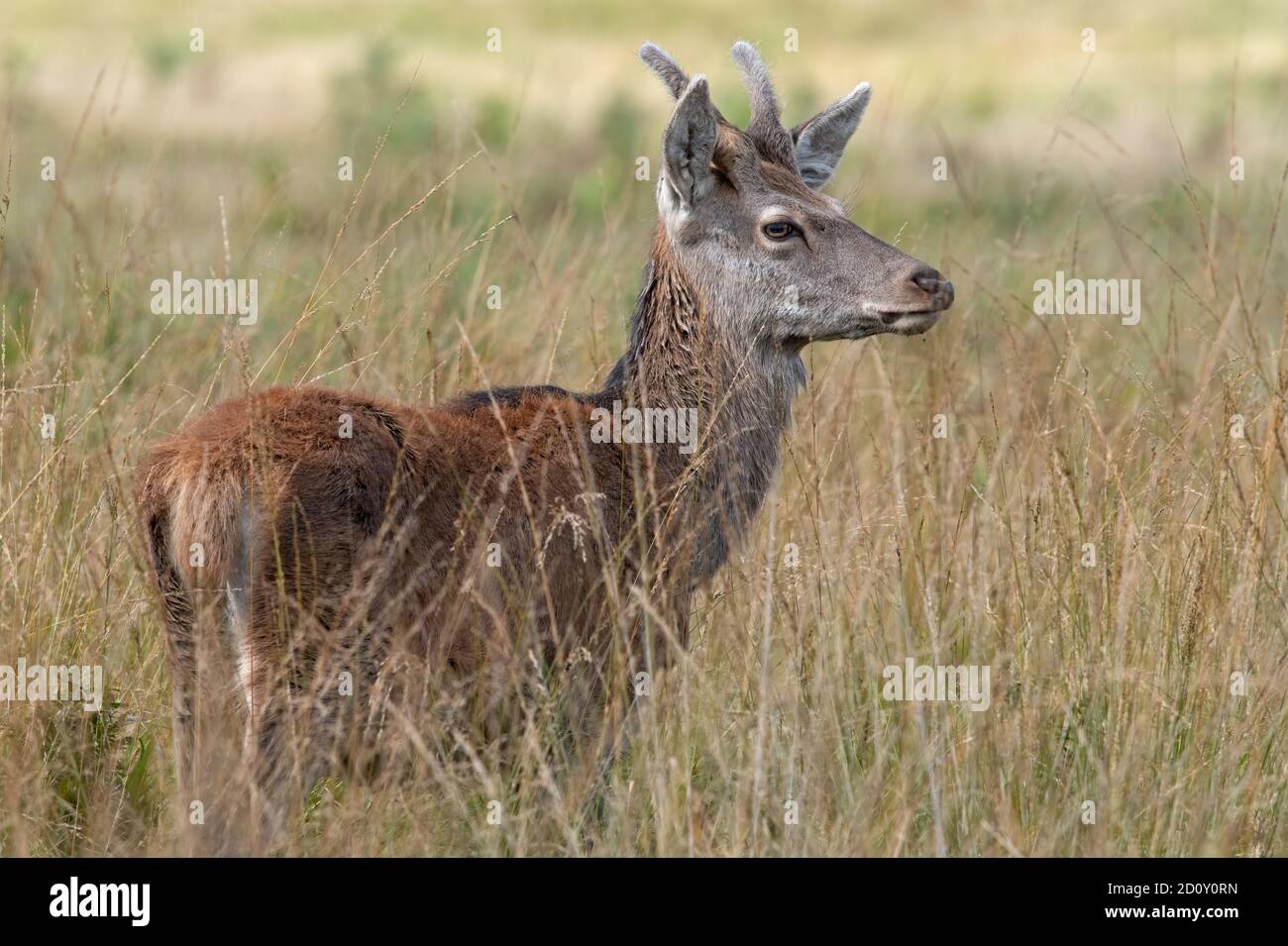 Young male Red Deer (Cervus elaphus) in long grass Stock Photo