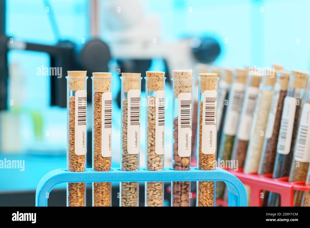 Research Analyzing Agricultural Grains And seeds In The Laboratory
