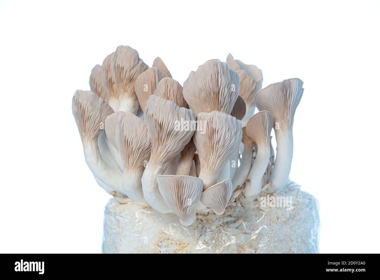 Pleurotus eryngii known as king trumpet mushroom, French horn mushroom, king oyster mushroom on