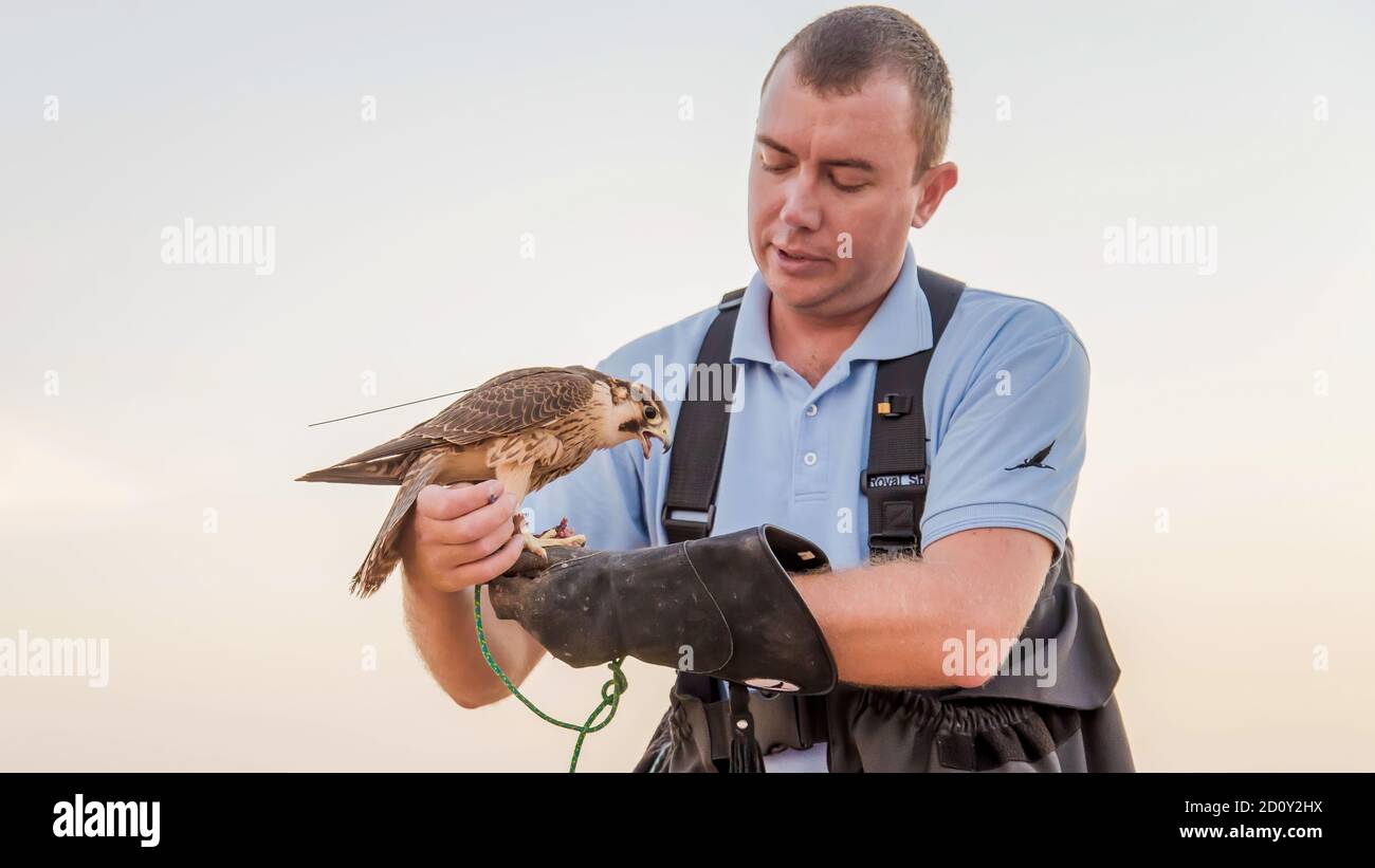 Dubai, UAE - June 2013: Falcon trainer feeding the falcon with fresh meat Stock Photo