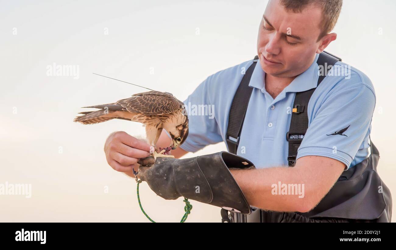 Dubai falcon tradition falconry hi-res stock photography and images - Alamy