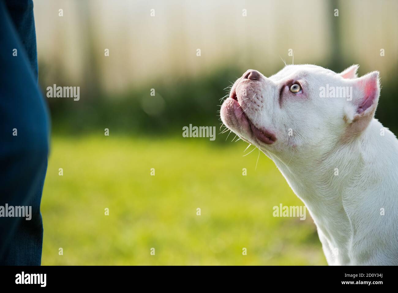 American Bully puppy dog sitting on green grass Stock Photo - Alamy