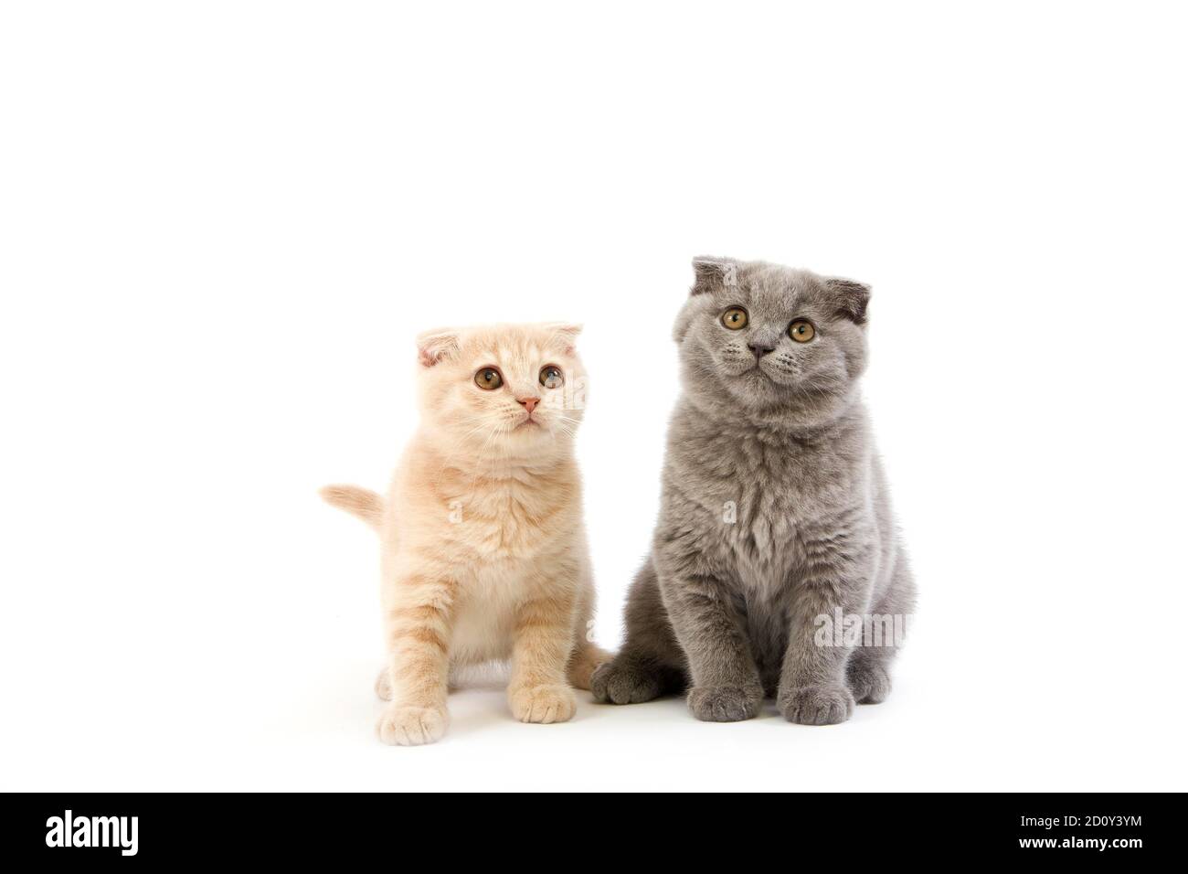 Blue Scottish Fold and Creme Scottish Fold Domestic Cat, 2 Months old