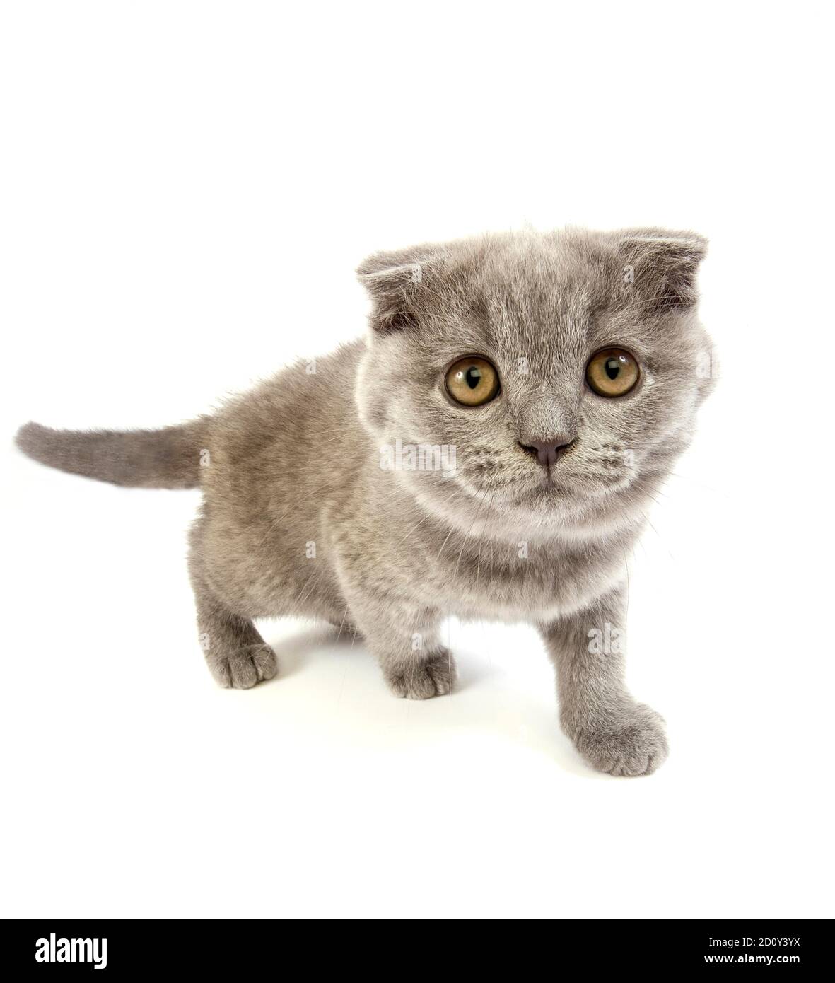 Blue Scottish Fold Domestic Cat, 2 Months old Kitten against white