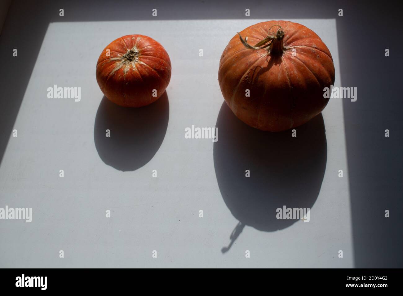 Top view decorative pumpkins hi-res stock photography and images - Alamy